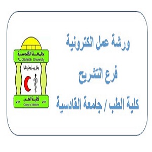 ورشة عمل فرع التشريح 1